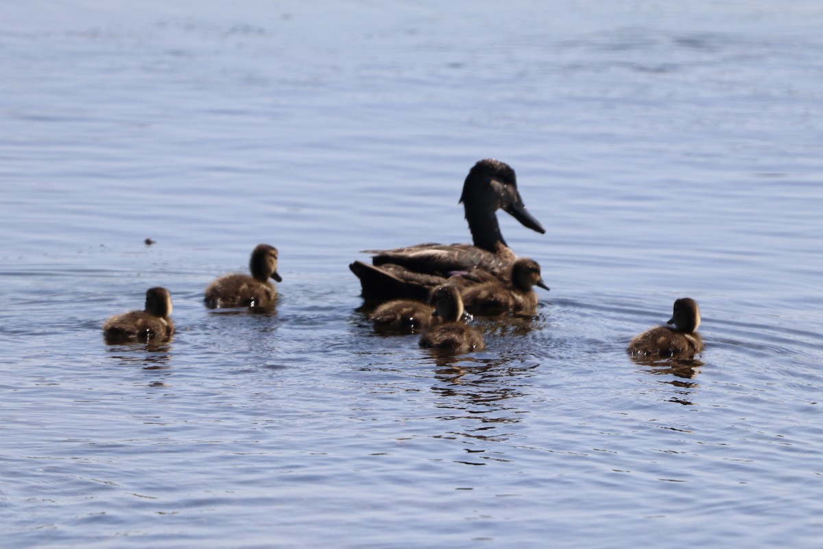 American Black Duck - ML639108193