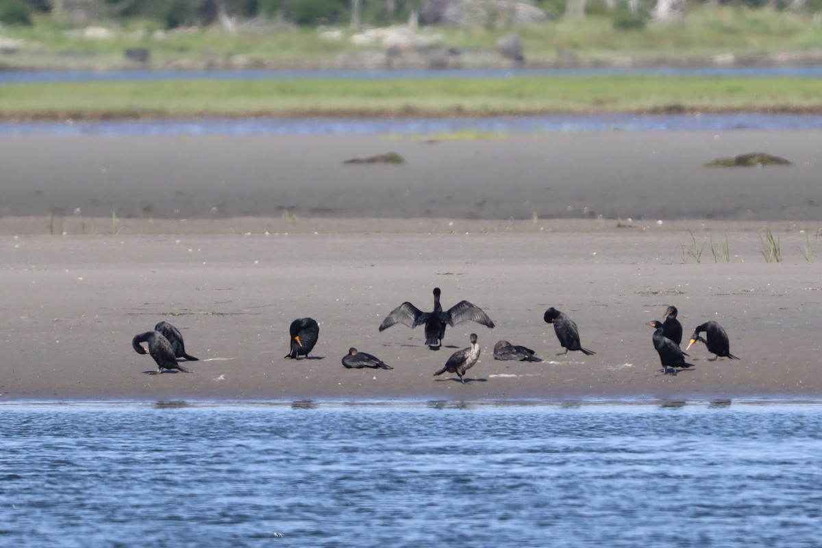 Double-crested Cormorant - ML639108280
