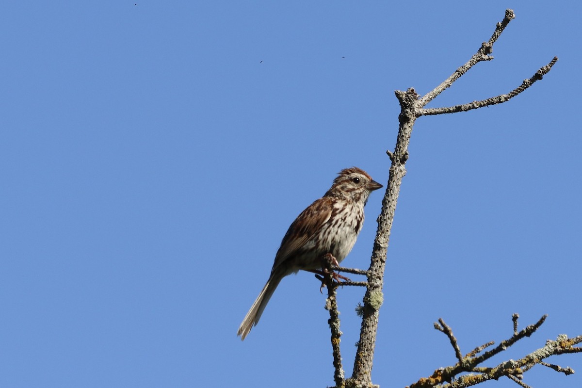Song Sparrow - ML639108295