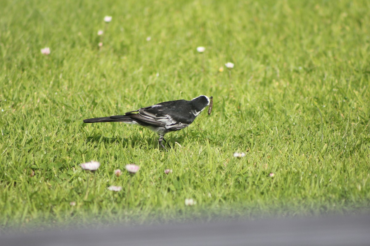 White Wagtail (British) - ML639108298