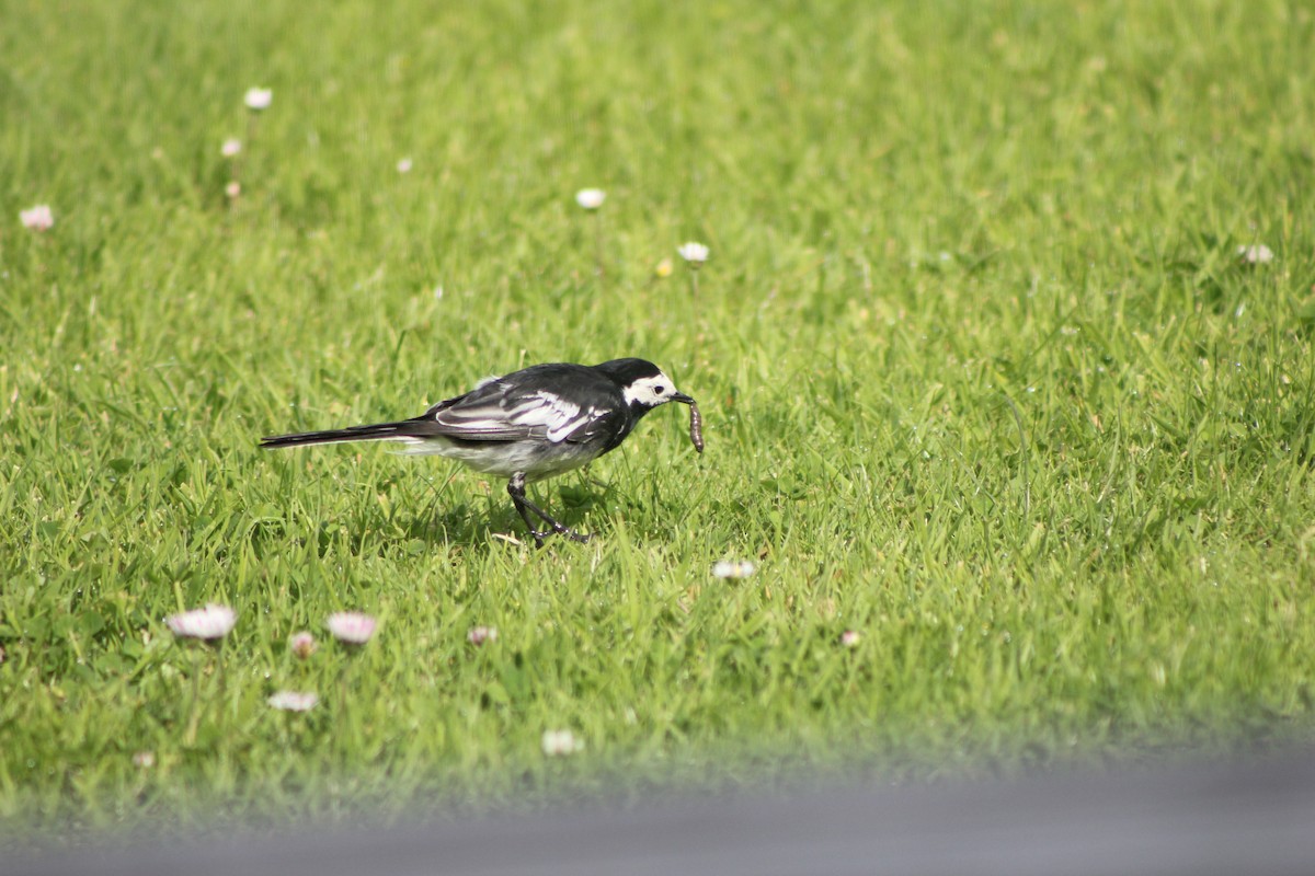 White Wagtail (British) - ML639108300