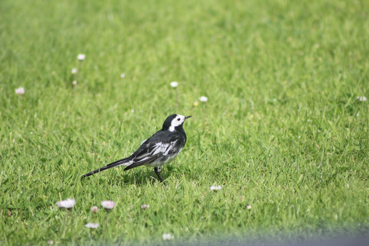 White Wagtail (British) - ML639108301