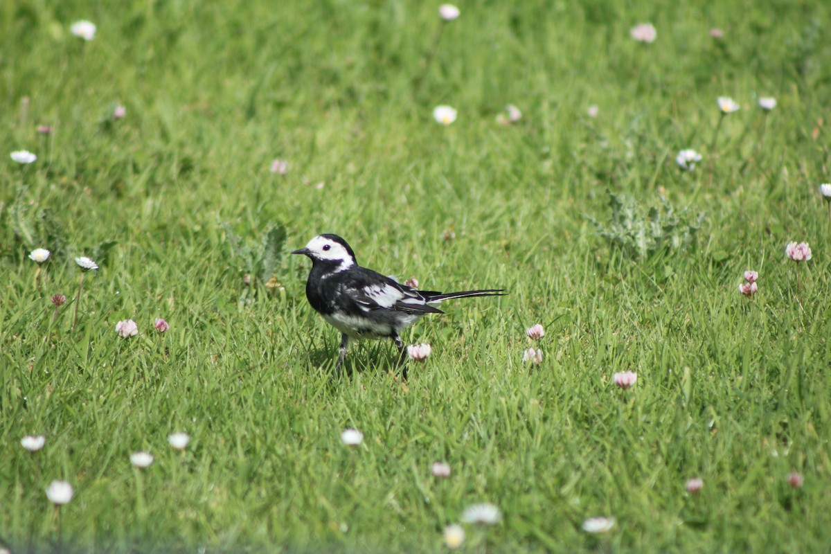 White Wagtail (British) - ML639108303