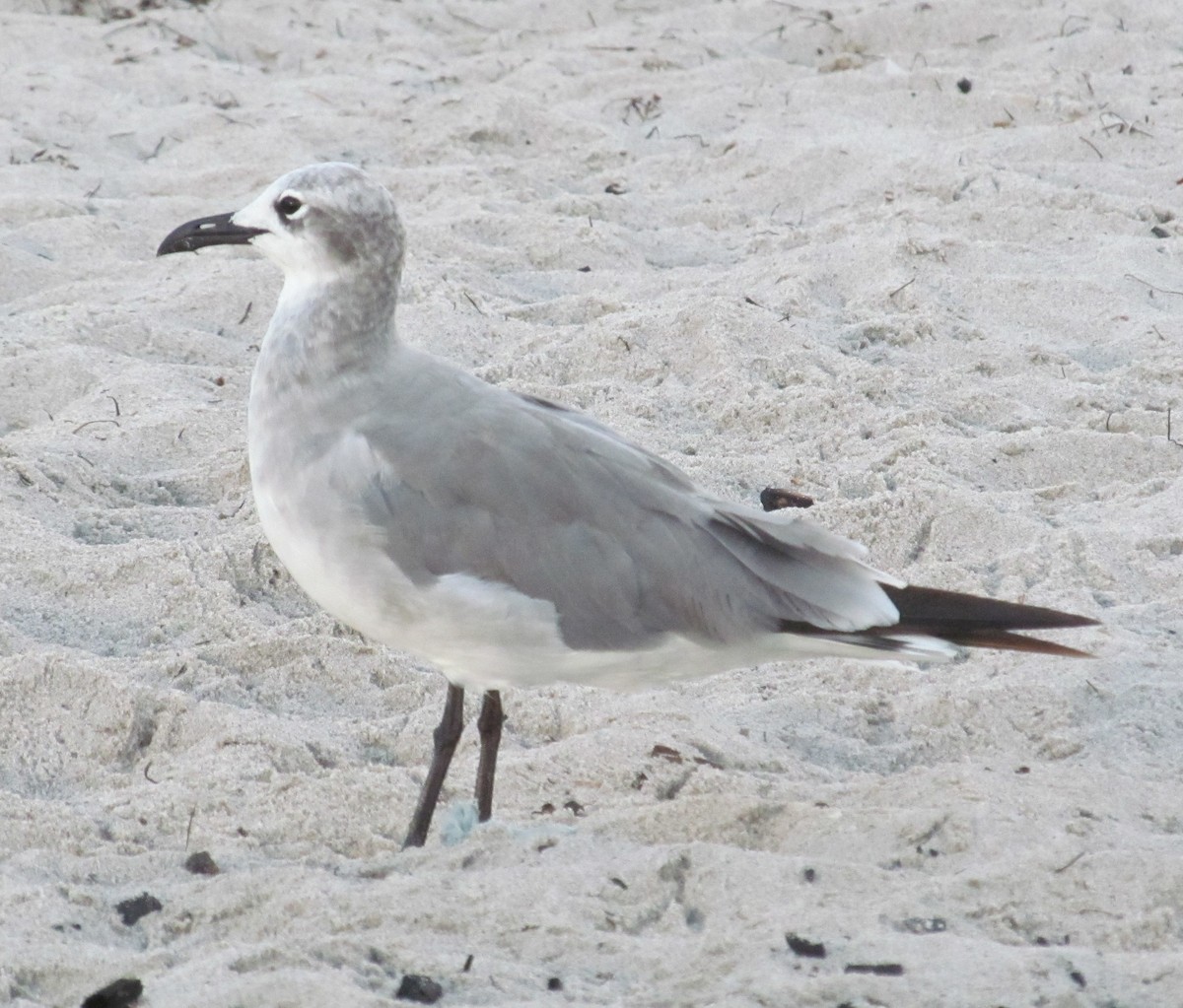 Laughing Gull - ML63910831