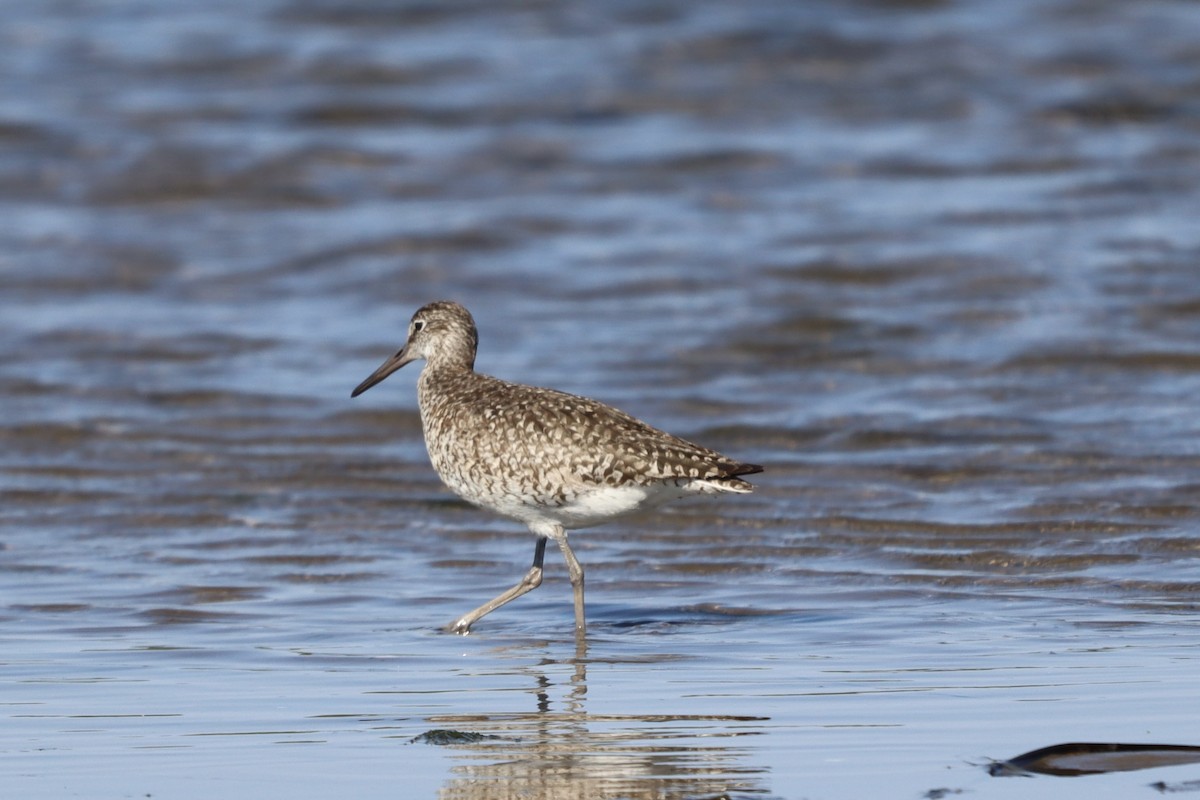 Willet - ML639108321