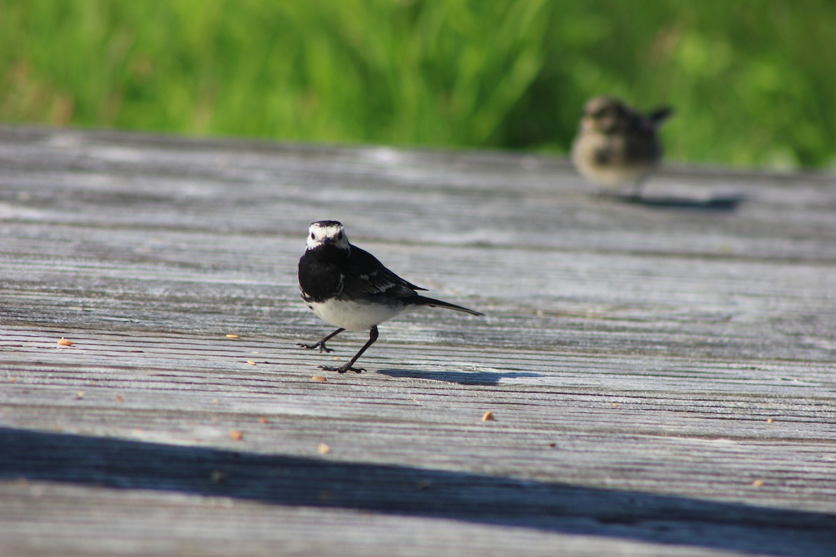 White Wagtail (British) - ML639108326