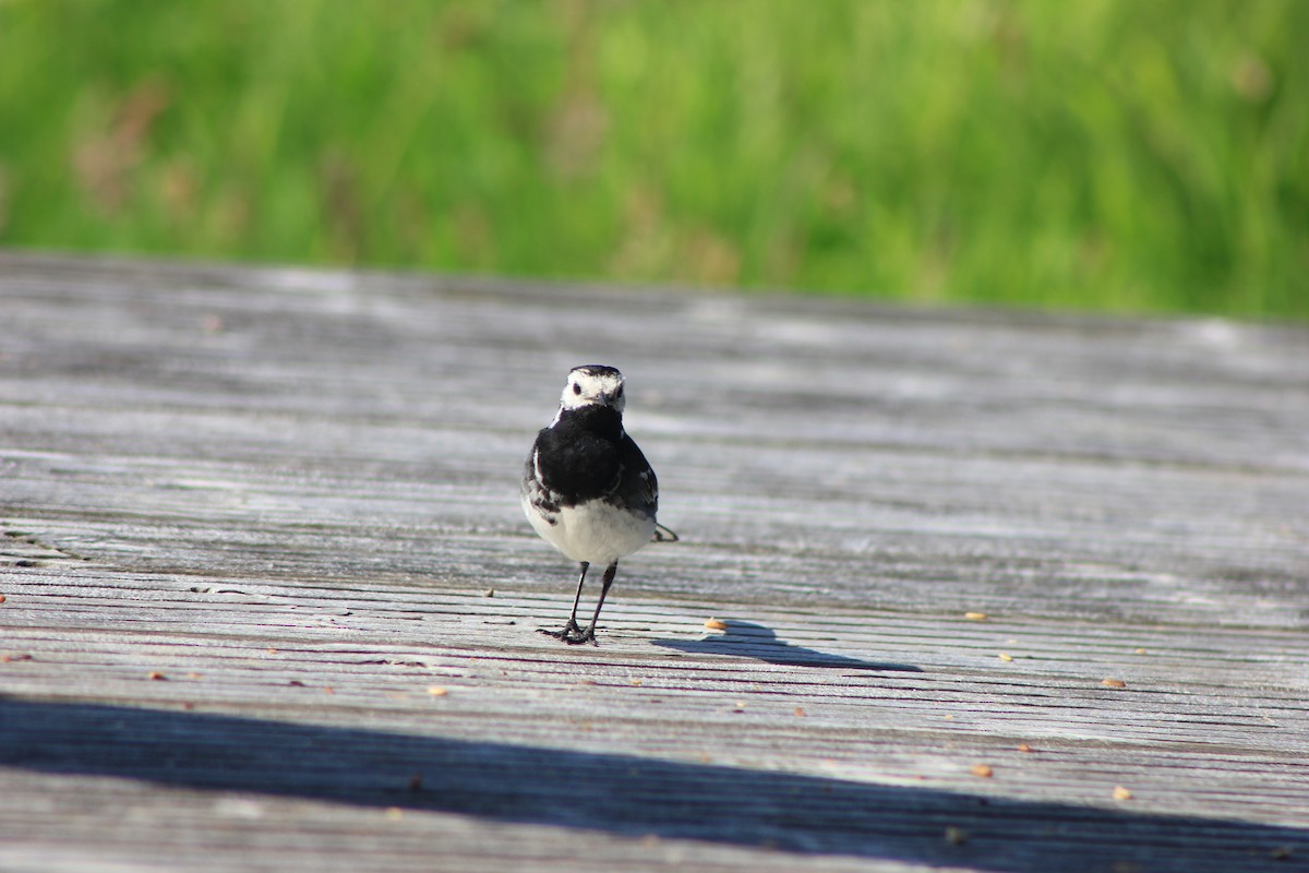 White Wagtail (British) - ML639108327