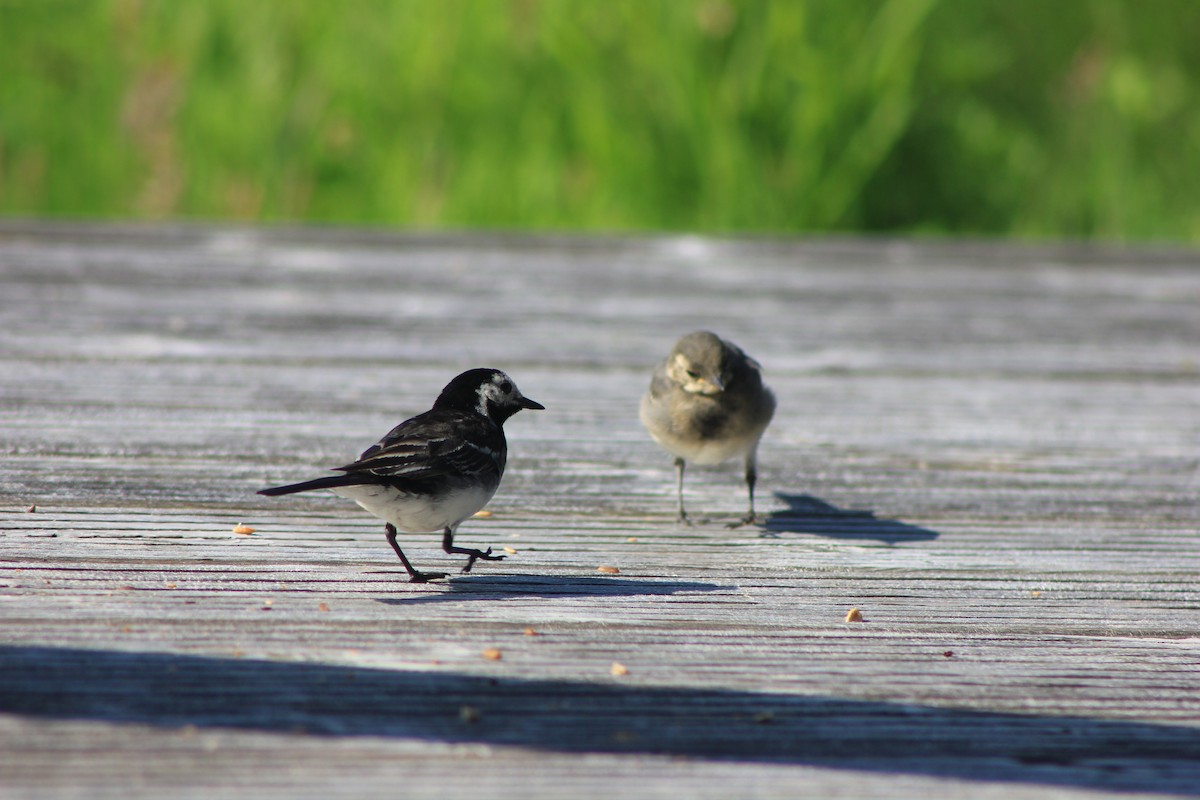 White Wagtail (British) - ML639108328