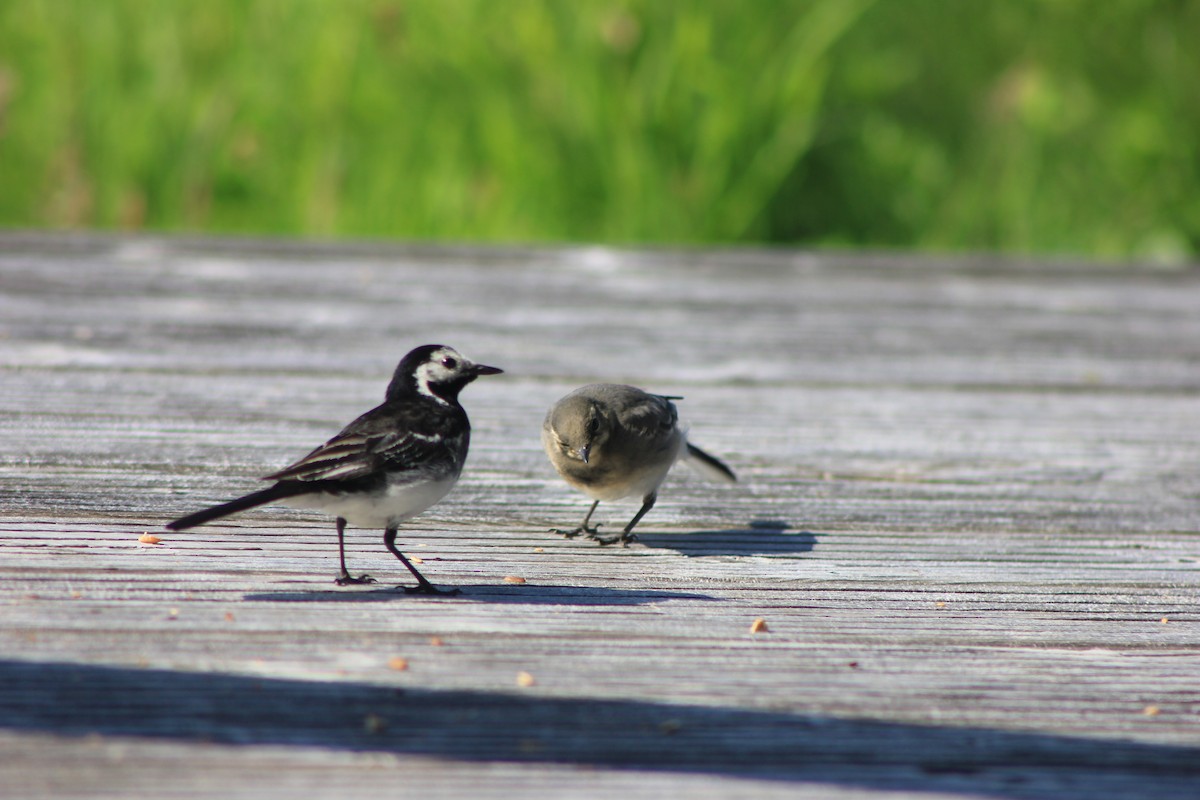 White Wagtail (British) - ML639108329