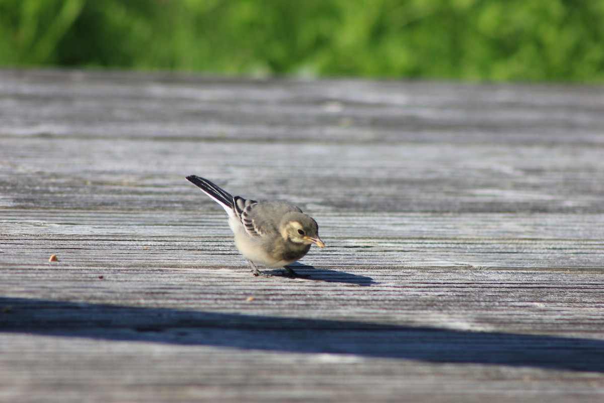 White Wagtail (British) - ML639108332