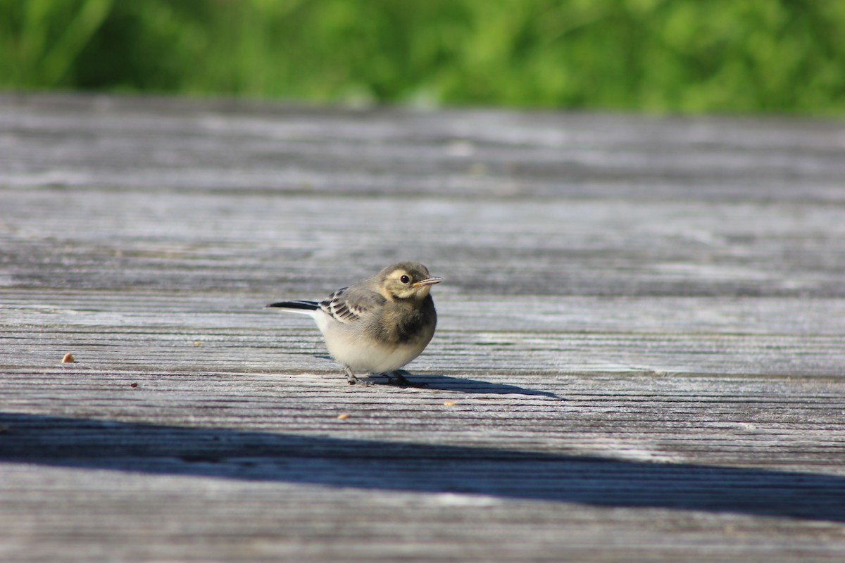 White Wagtail (British) - ML639108333