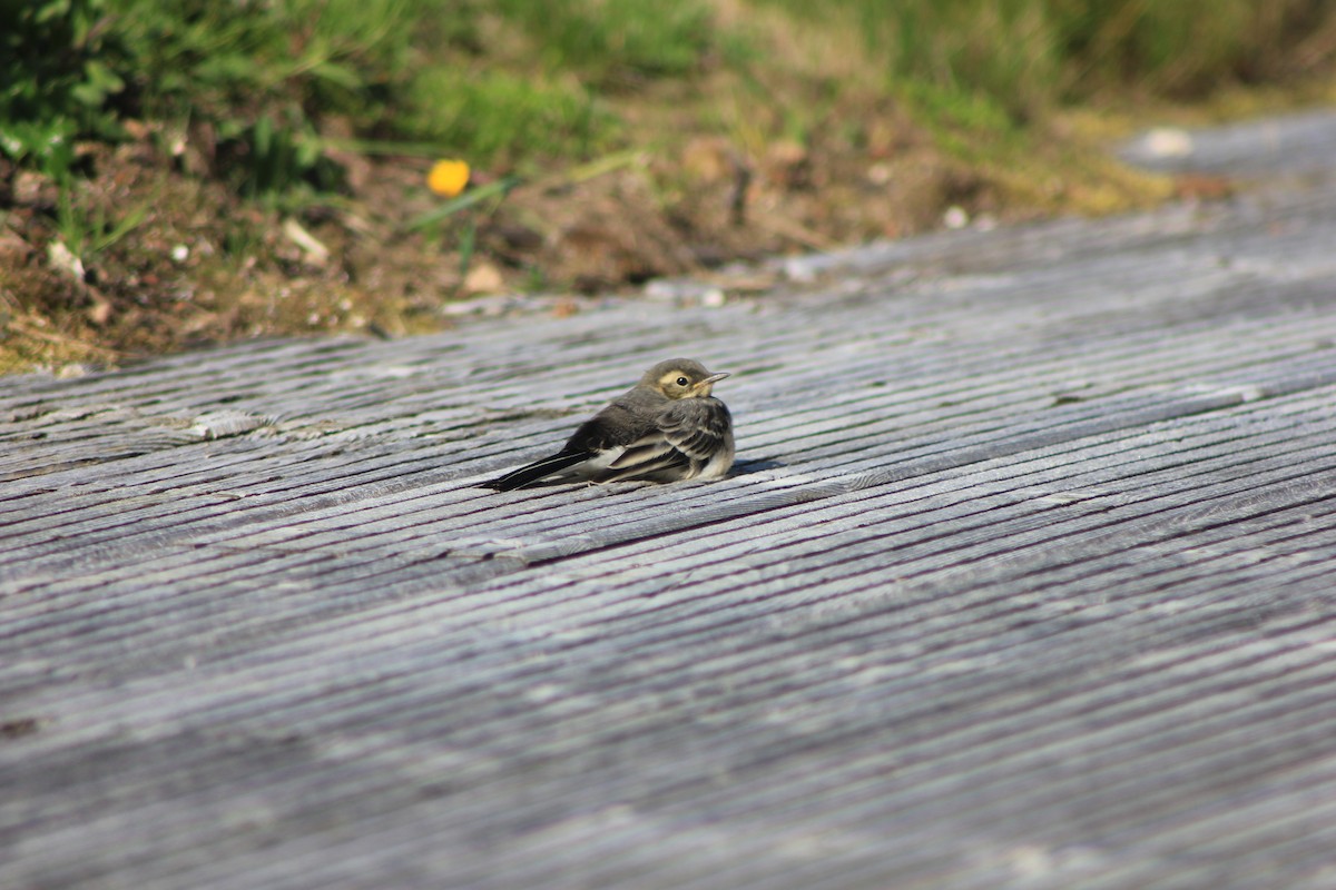 White Wagtail (British) - ML639108338