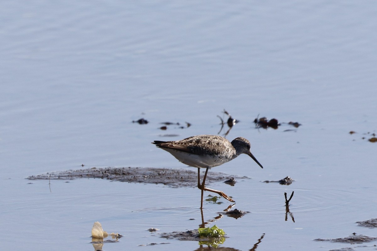 Lesser Yellowlegs - ML639108392