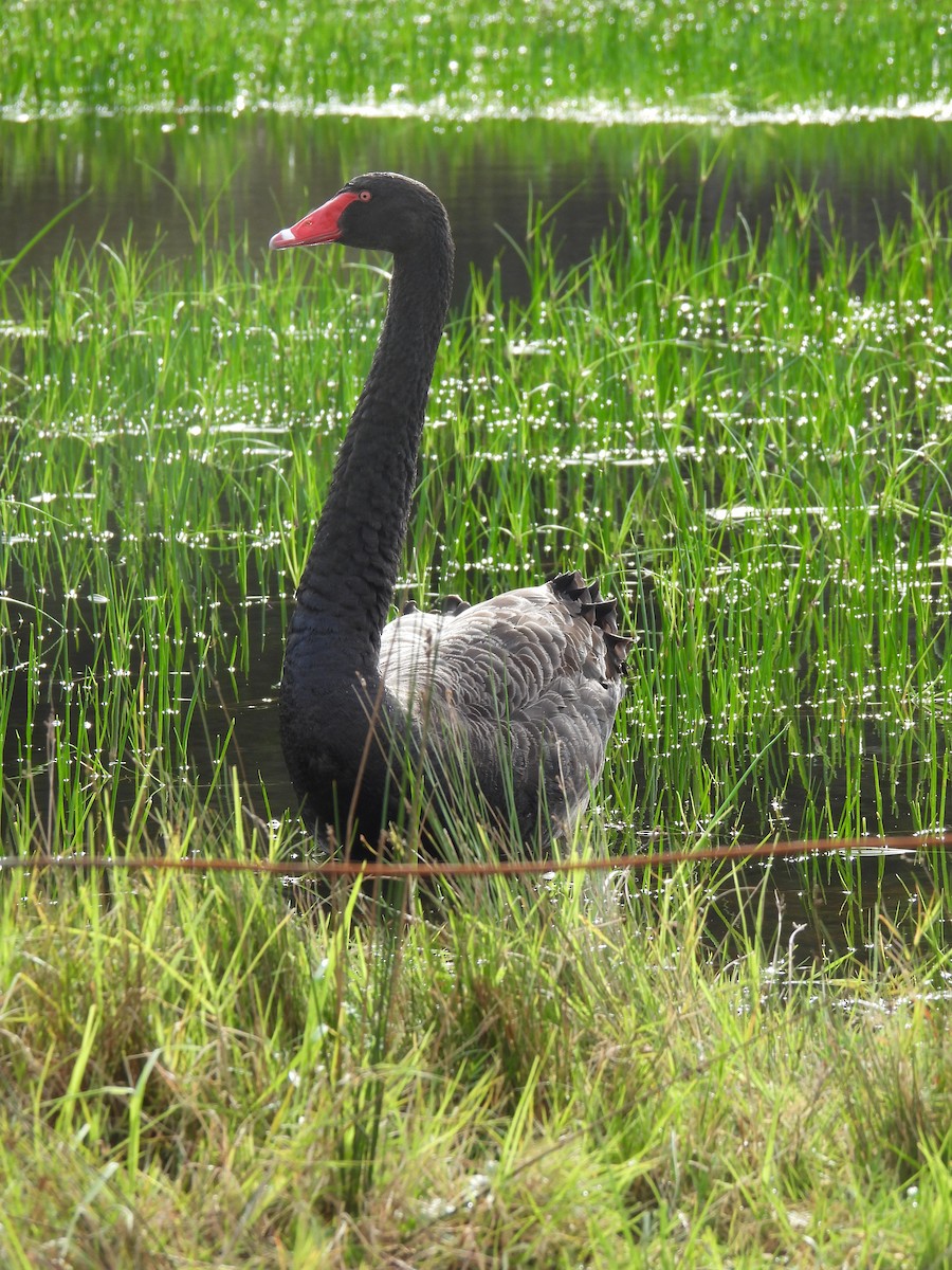 Black Swan - ML639108461