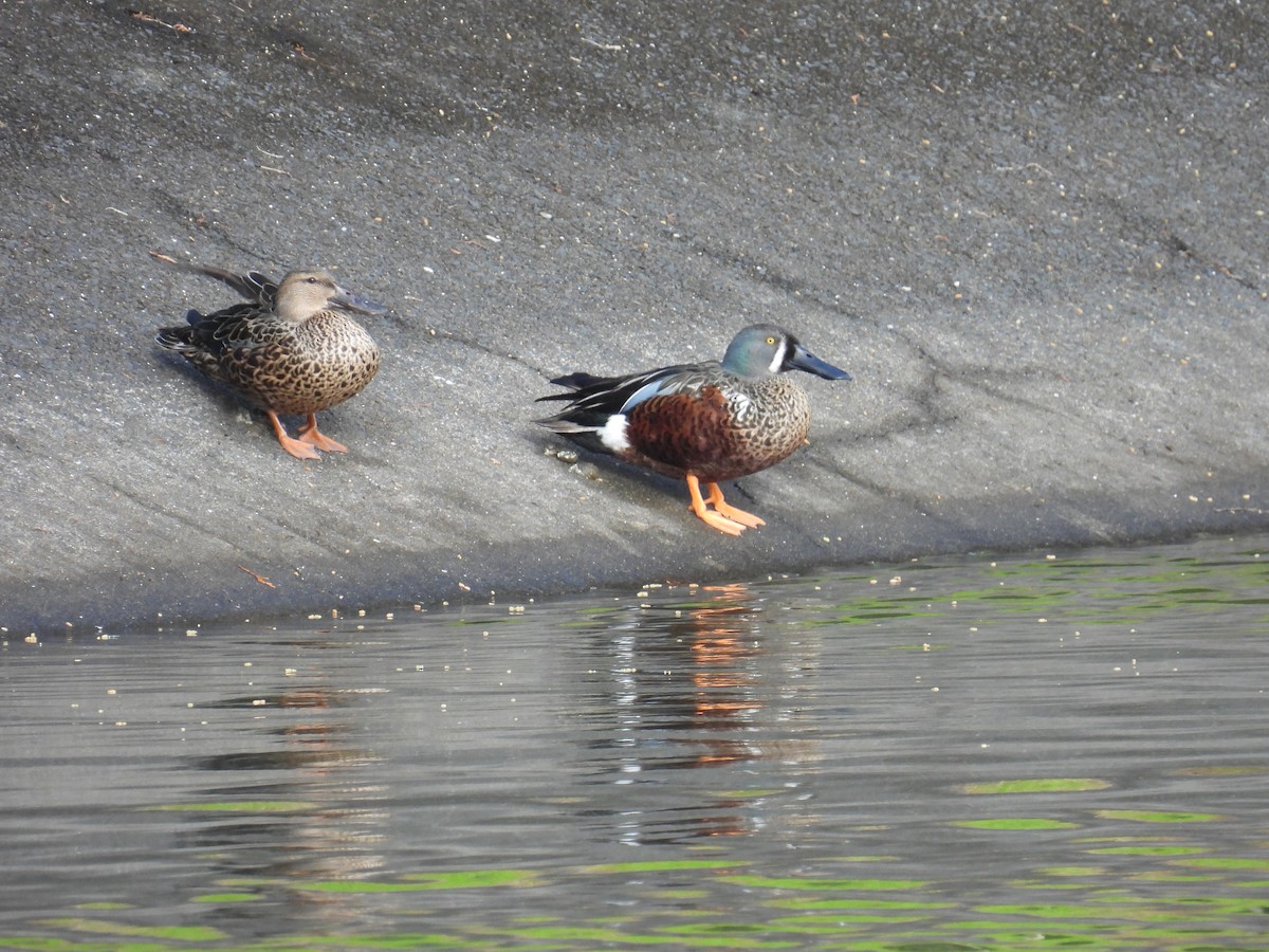 Australasian Shoveler - ML639108478