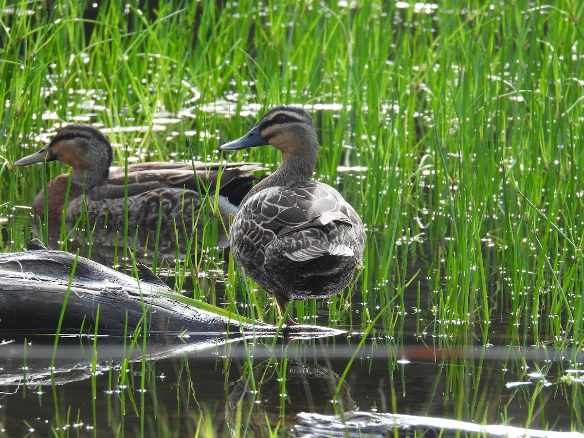 Pacific Black Duck - ML639108492