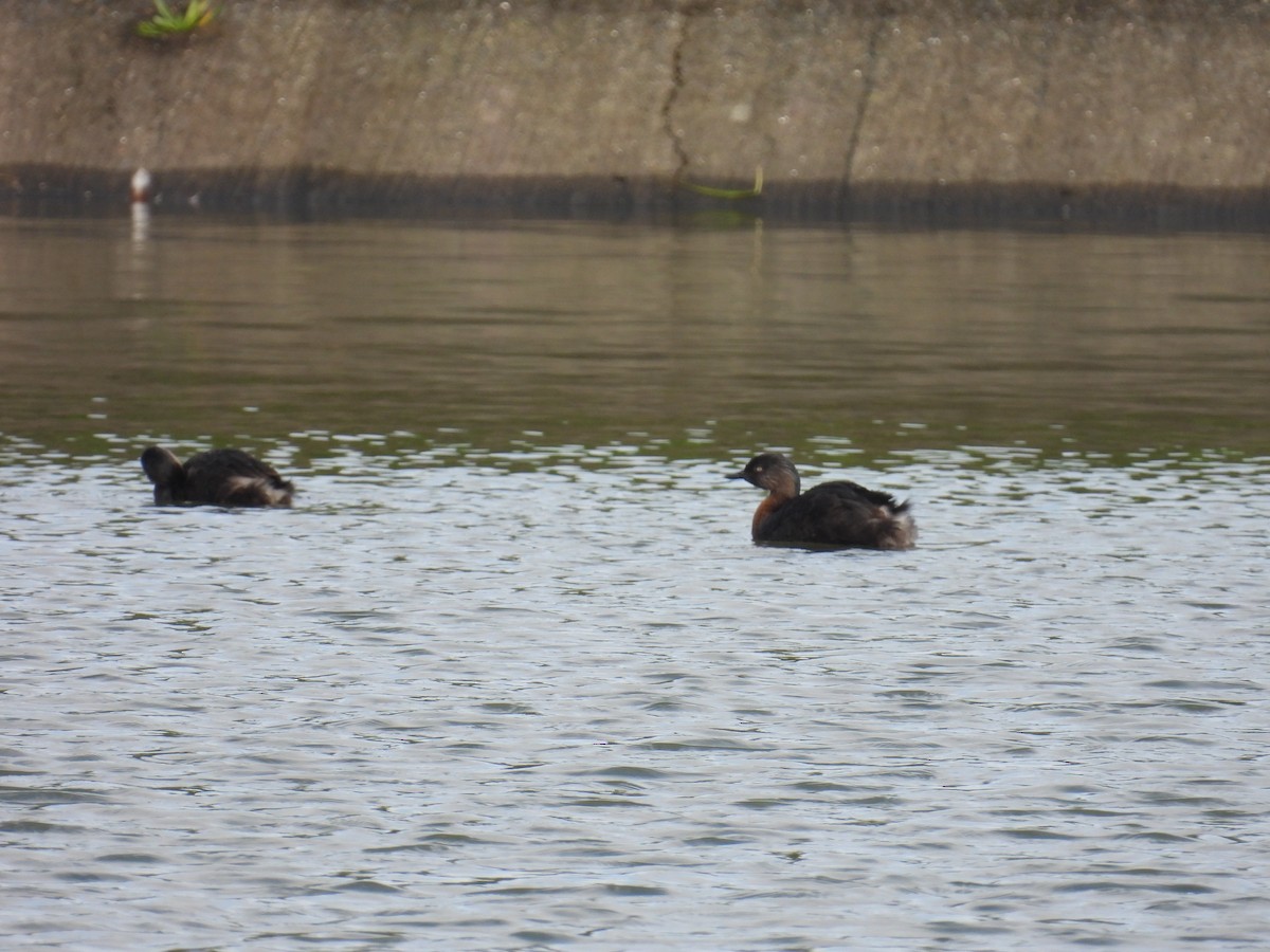 New Zealand Grebe - ML639108544