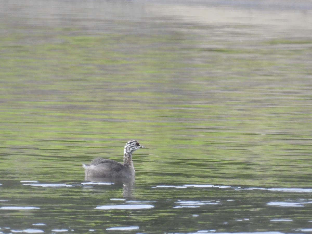 New Zealand Grebe - ML639108545