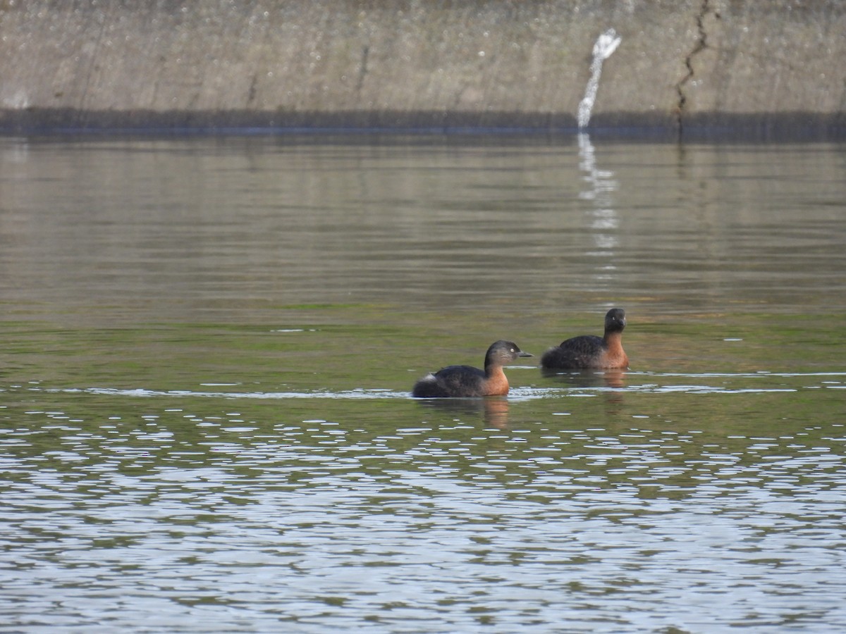 New Zealand Grebe - ML639108546