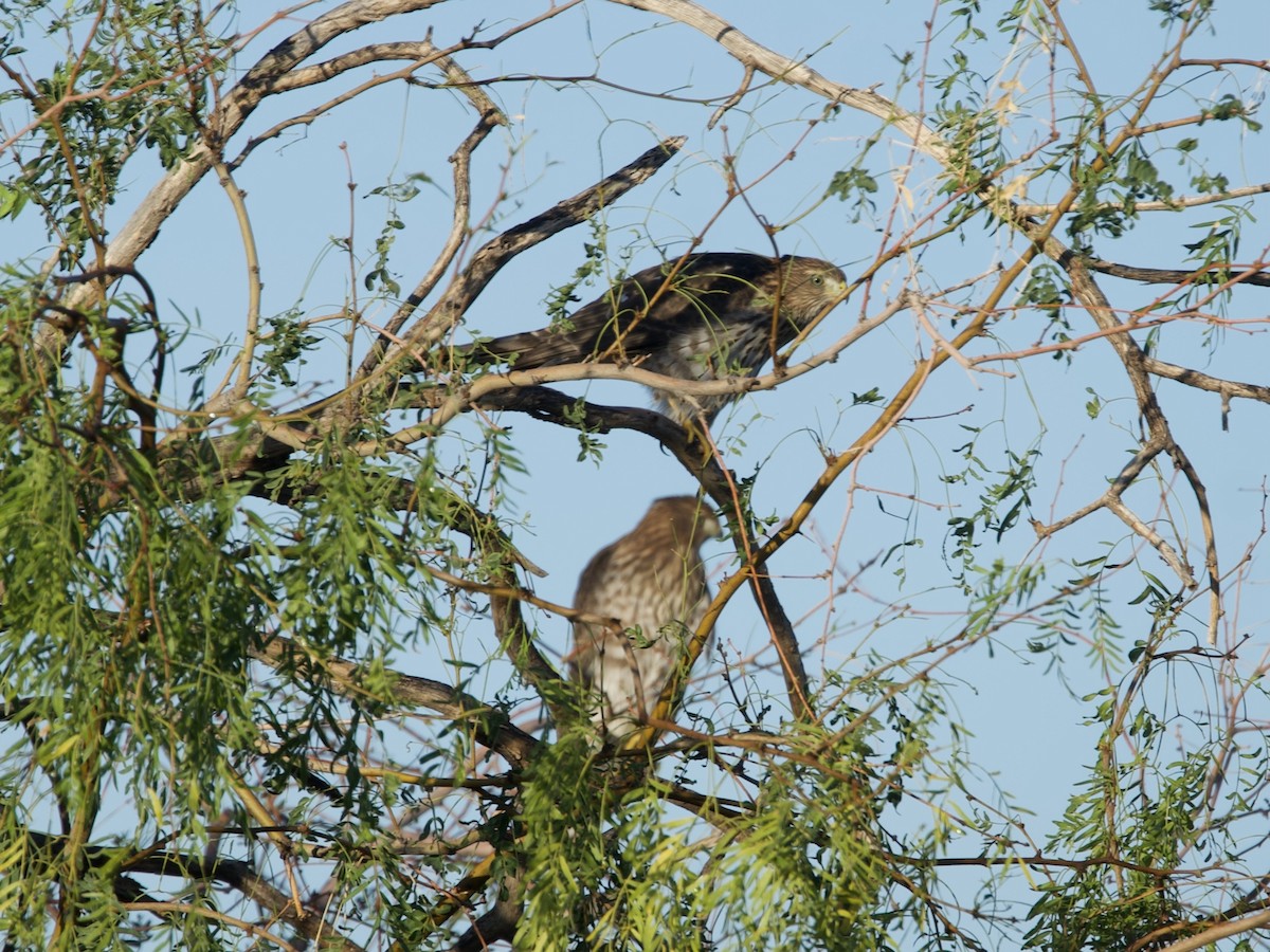 Cooper's Hawk - ML639108553