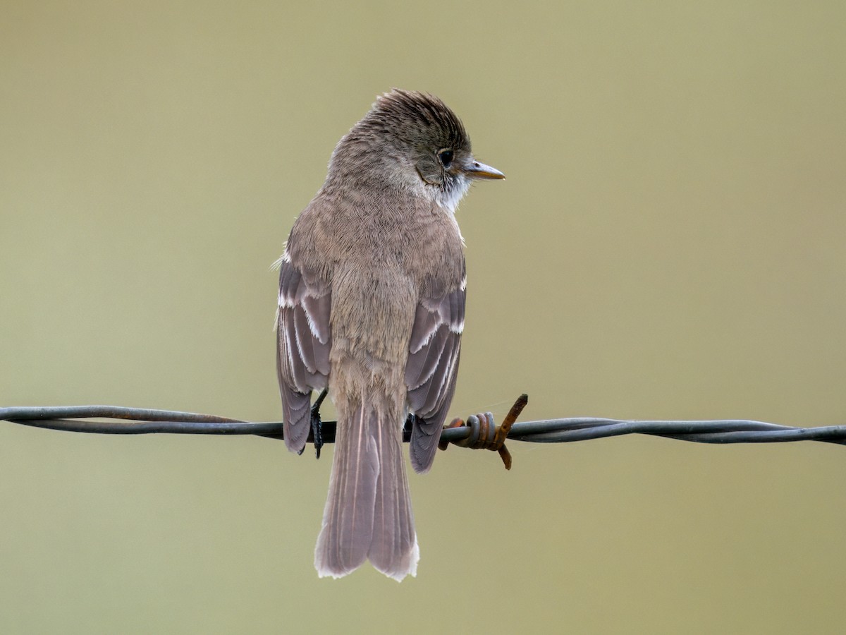 White-throated Flycatcher - ML639108573