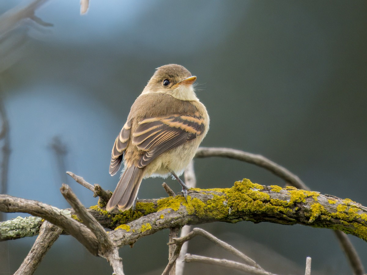 White-throated Flycatcher - ML639108574