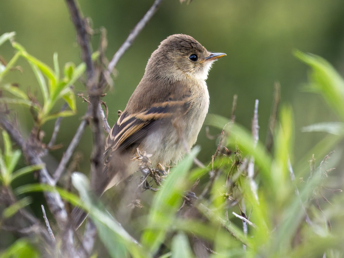White-throated Flycatcher - ML639108575