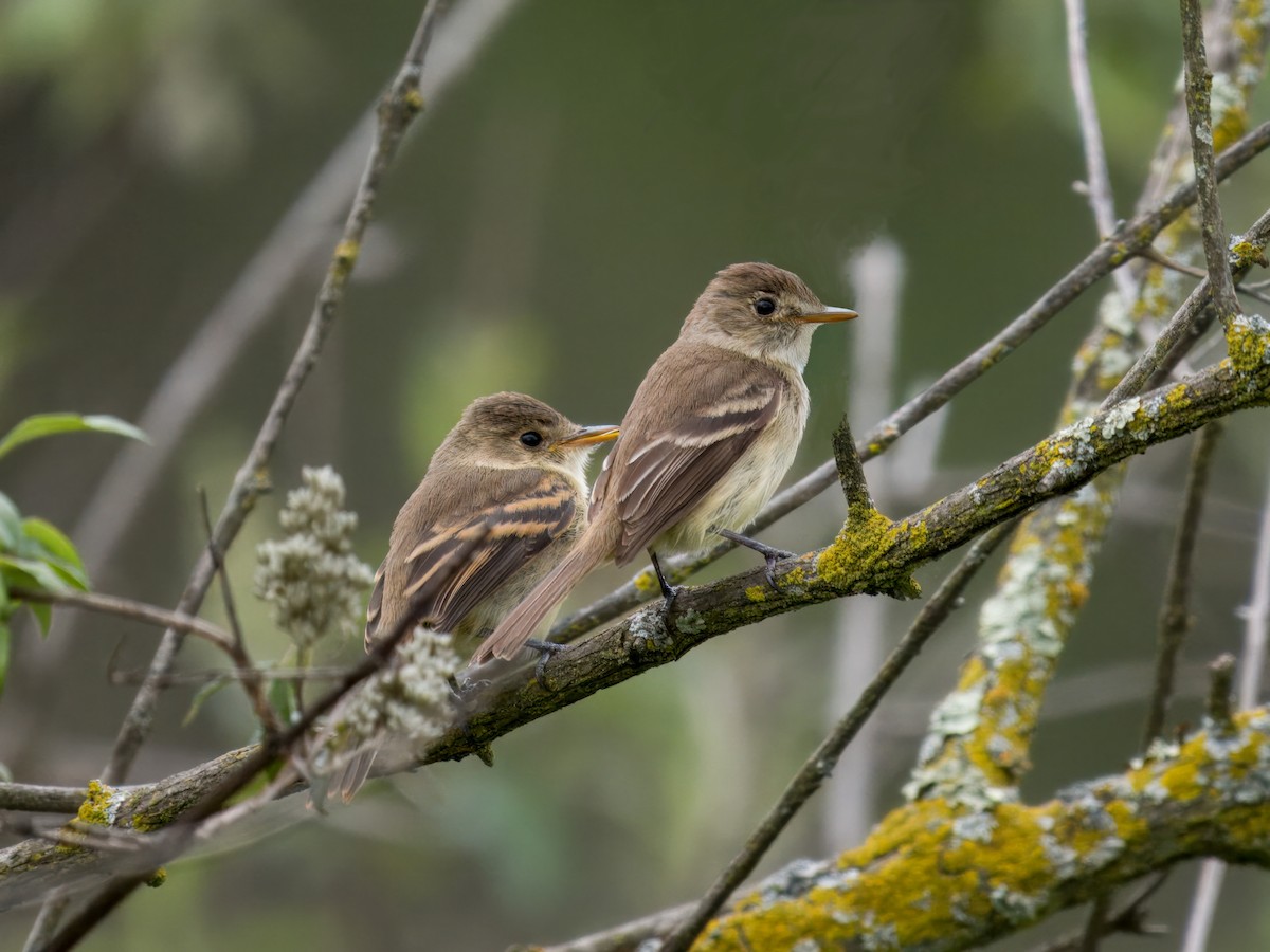 White-throated Flycatcher - ML639108577