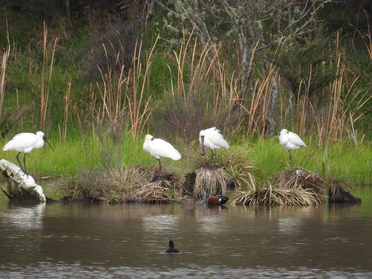 Royal Spoonbill - ML639108579