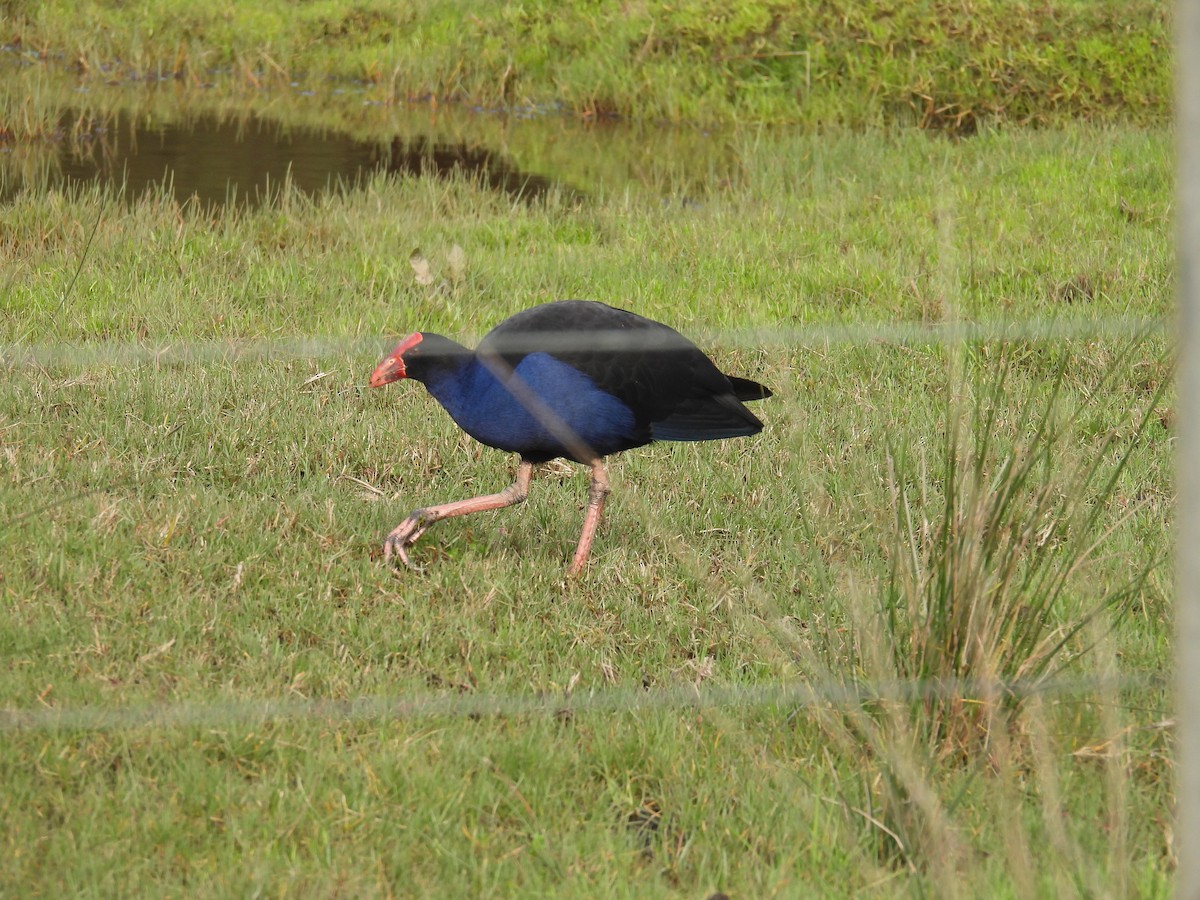 Australasian Swamphen - ML639108591