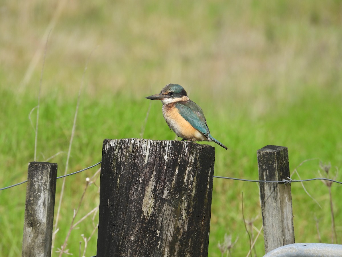 Sacred Kingfisher (New Zealand) - ML639108604