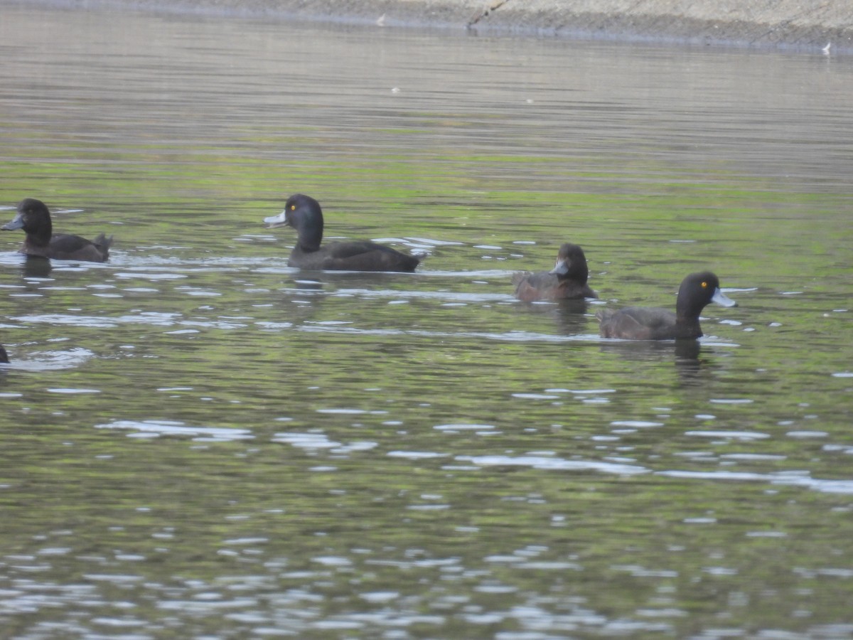 New Zealand Scaup - ML639108627