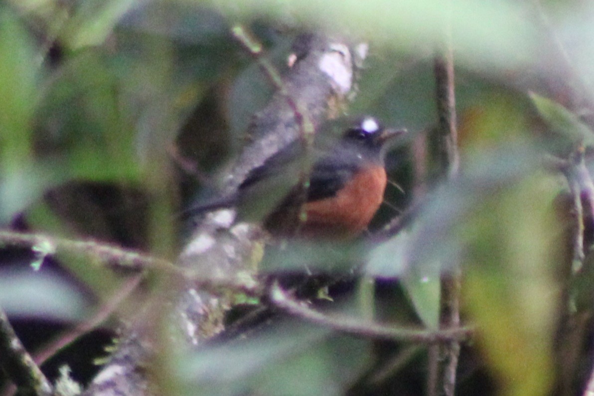 Chestnut-bellied Chat-Tyrant - ML639108630