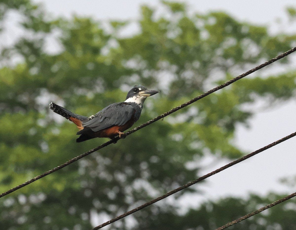 Ringed Kingfisher - ML639108679