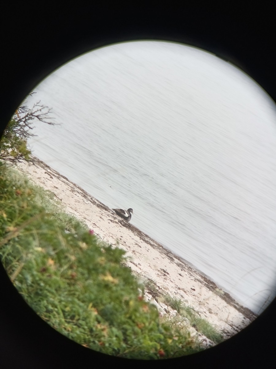 Common Eider - ML639108712