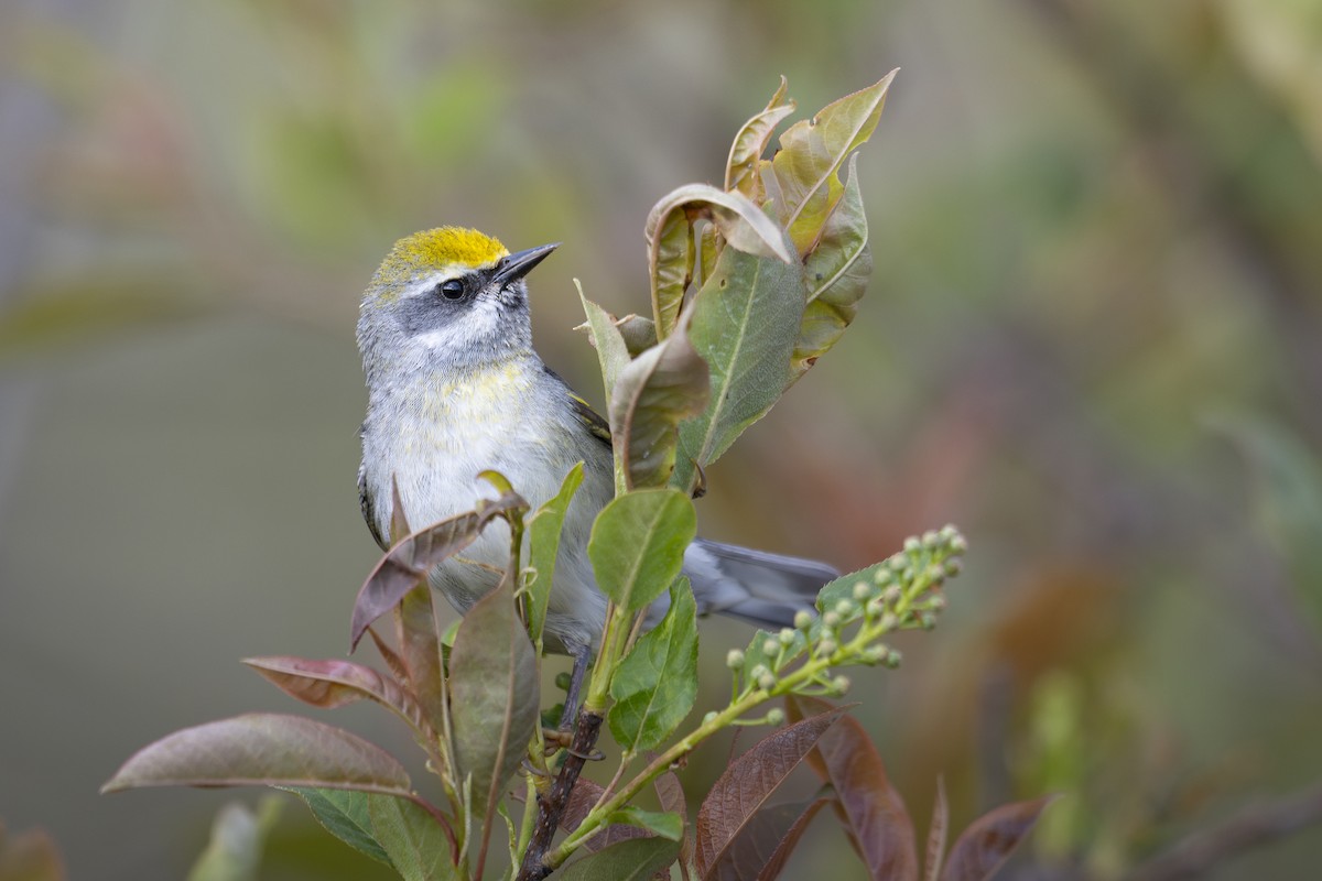 Golden-winged Warbler - ML639108727