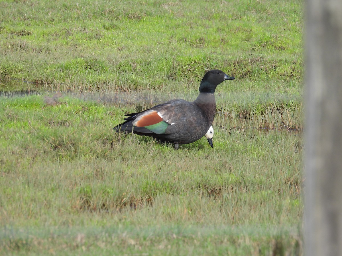 Paradise Shelduck - ML639108764