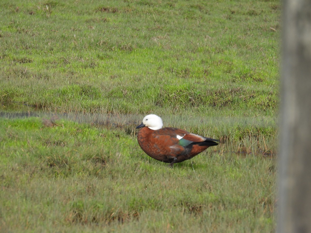 Paradise Shelduck - ML639108765