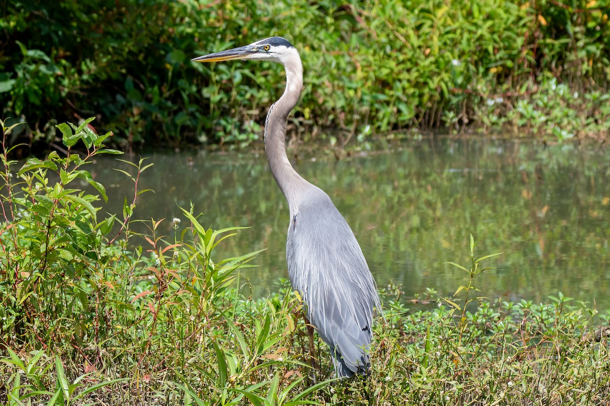 Great Blue Heron - ML639108766