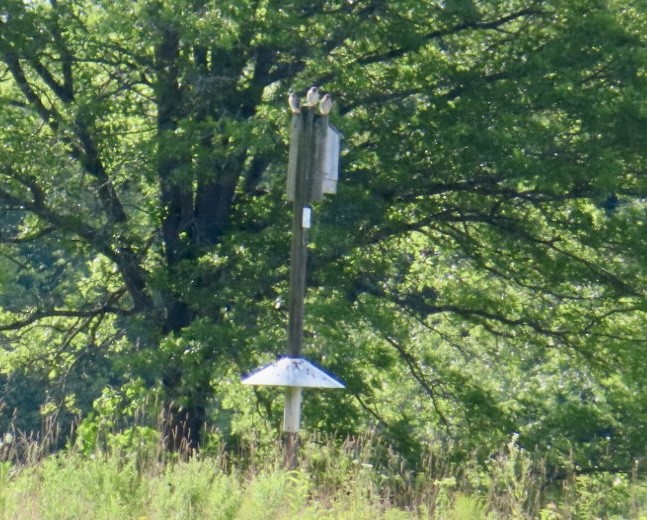 American Kestrel - ML639109129