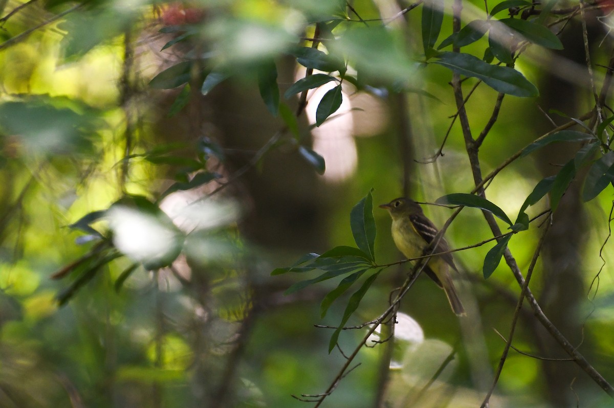 Acadian Flycatcher - ML639109153