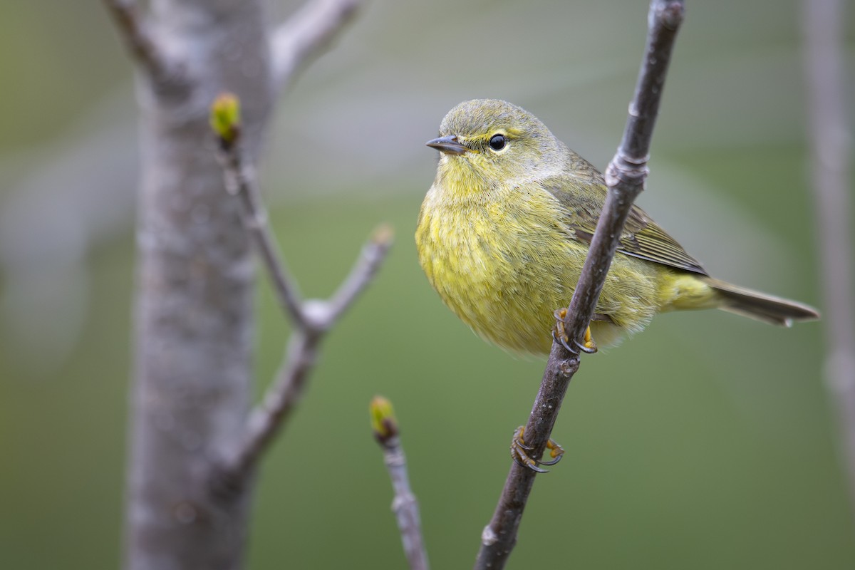 Orange-crowned Warbler - ML639109169