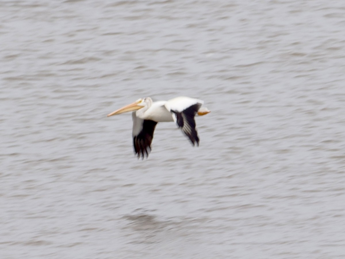 American White Pelican - ML639109202