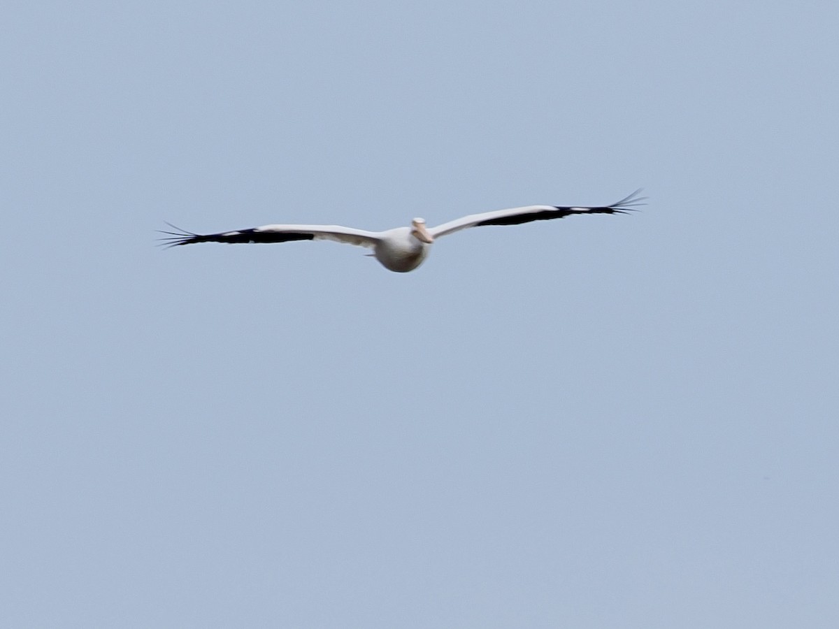 American White Pelican - ML639109203