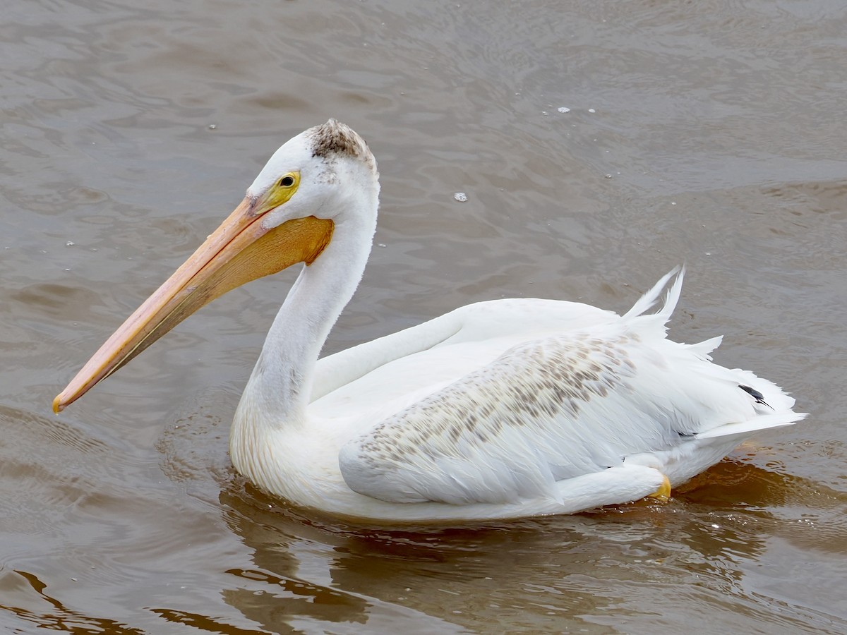 American White Pelican - ML639109204