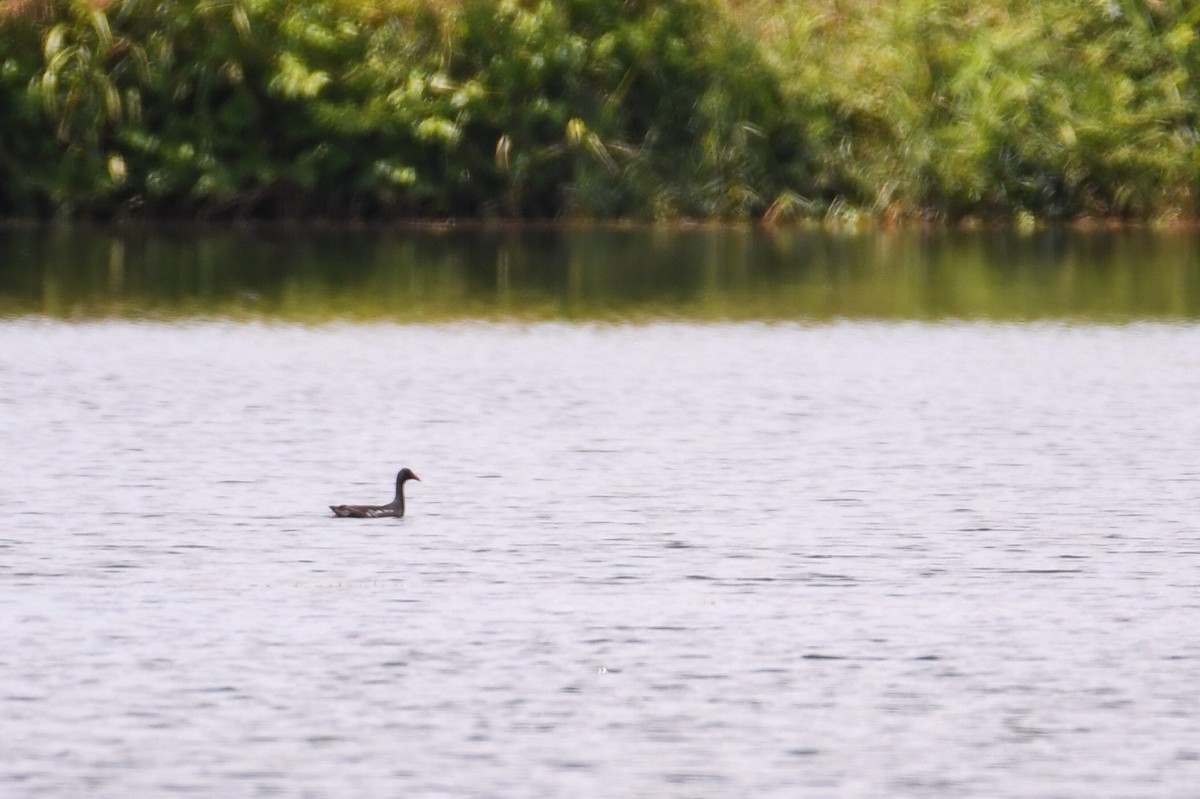 Common Gallinule - ML639109206