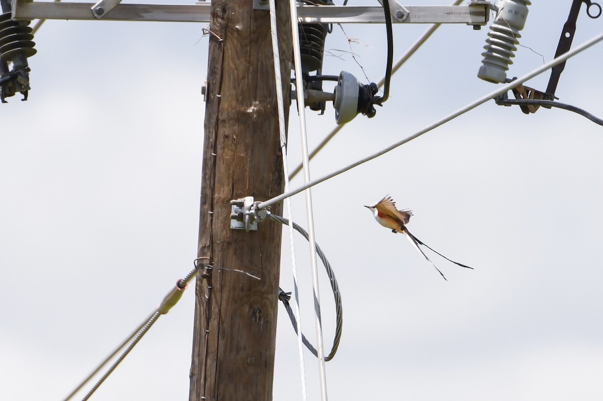 Scissor-tailed Flycatcher - ML639109223