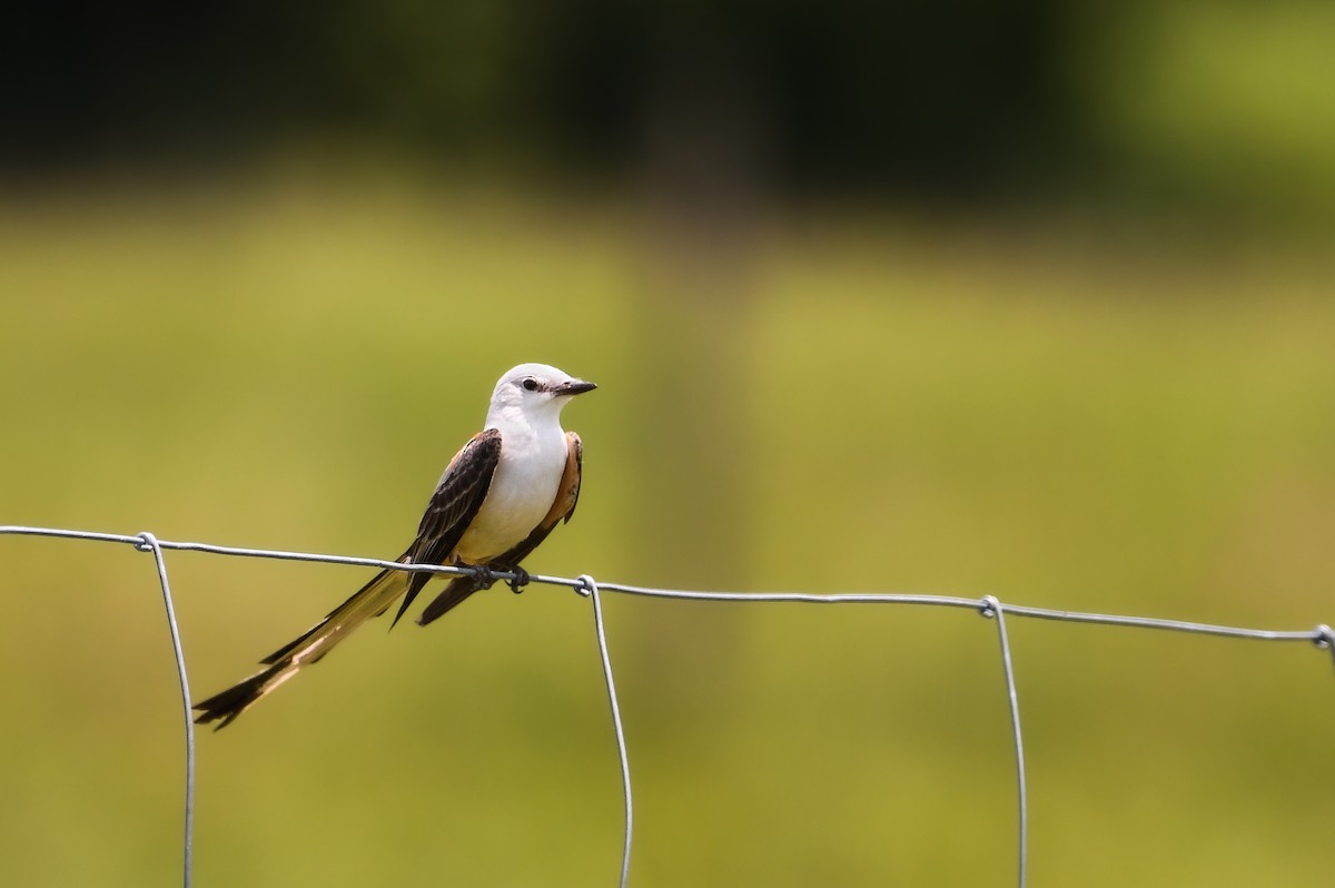 Scissor-tailed Flycatcher - ML639109224