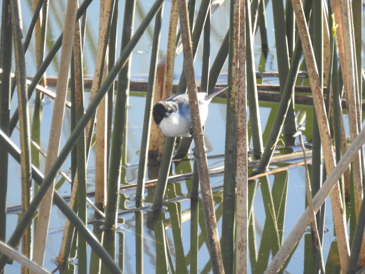 Black-capped Warbling Finch - ML639109230
