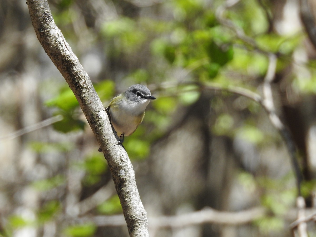 Blue-headed Vireo - ML639109231